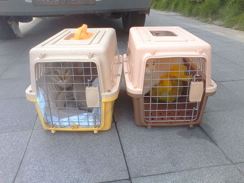 春节回家过年,该如何安排宠物猫狗 这份攻略一定要记住